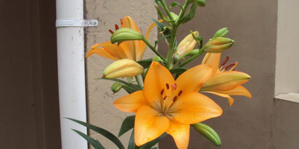 Orange Iris